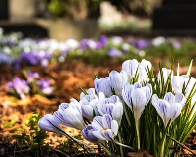 Family run Funeral Directors based in Totnes Devon for Cremation and Cemetery Burial Funerals, covering Torquay, Newton Abbot, Exeter, Brixham, Paignton, South Devon and South Hams Cemetery Burials newton abbot, Cemetery Burials torquay, Cemetery Burials brixham, Cemetery Burials ashburton, Cemetery Burials south hams, allwood Cemetery Burials totnes