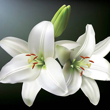 Family run Funeral Directors based in Totnes Devon for Cremation and Burial Funerals, covering Torquay, Newton Abbot, Exeter, Brixham, Paignton, South Devon and South Hams Funeral Directors Newton Abbot, Funeral Directors Torquay, Funeral Directors Brixham, Funeral Directors Ashburton, Funeral Directors South Hams, allwood Funeral Directors Totnes